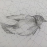 超现实小鸟