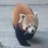 姜浩鑫