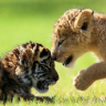 TigerX