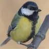 Chirpy