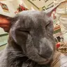 spike_meow