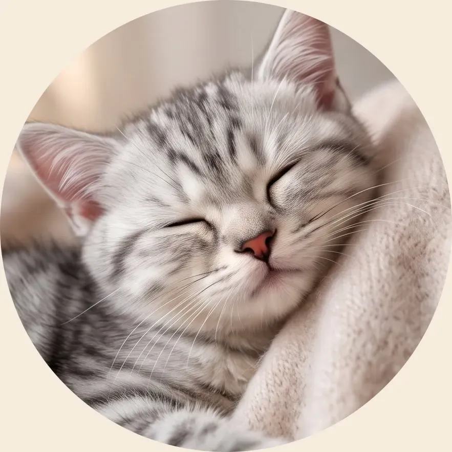 熟睡小猫圆形壁纸